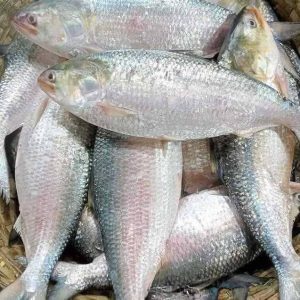 ৮ পিস ইলিশ মাছে ১২ কেজি