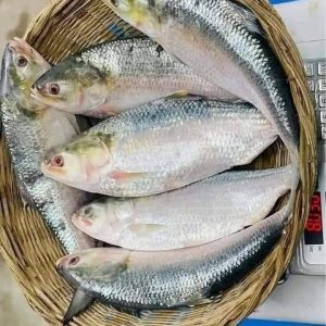 ৫ পিস ইলিশ মাছে ১০ কেজি
