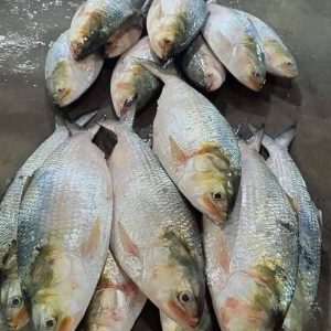 ১০ পিস ইলিশ মাছে ১০ কেজি