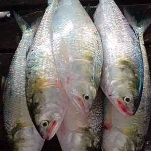 ৪ পিস ইলিশ মাছে ১০ কেজি